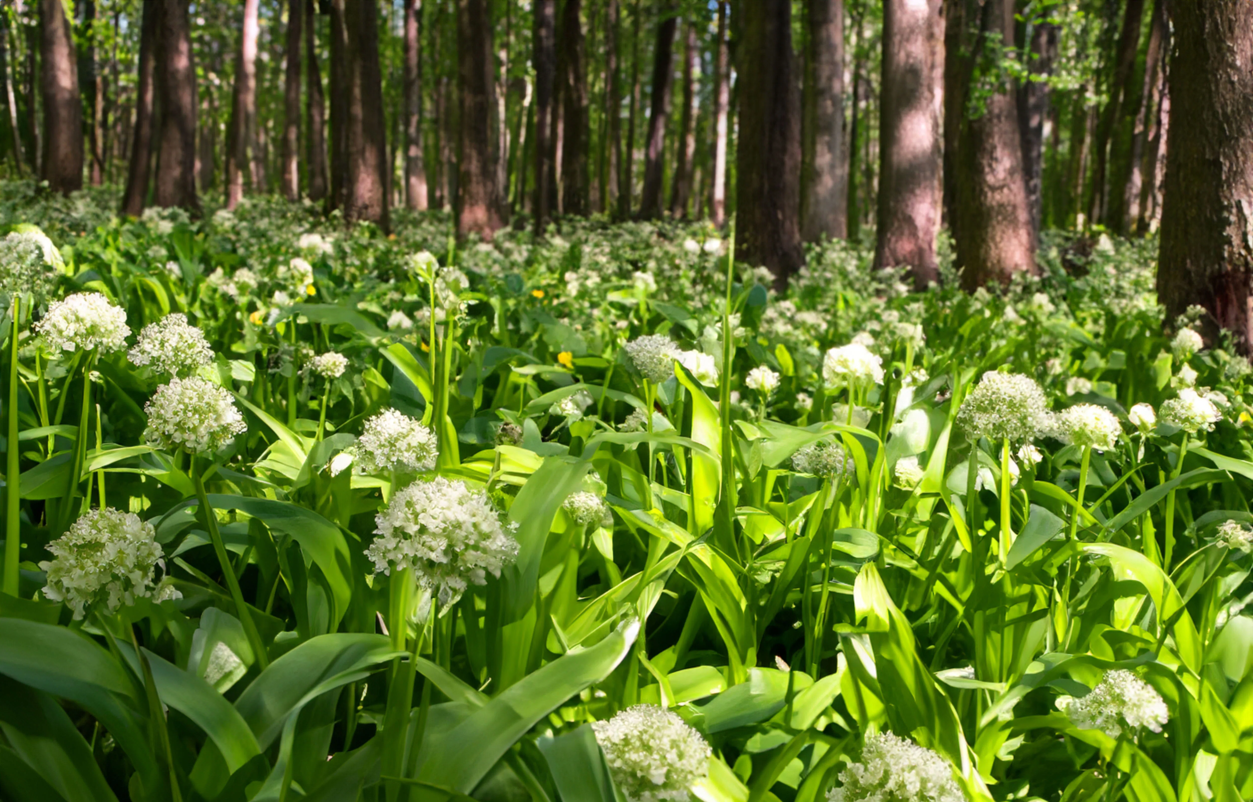 Best of Bärlauch: Vegane Rezepte, Zubereitungen und Tipps